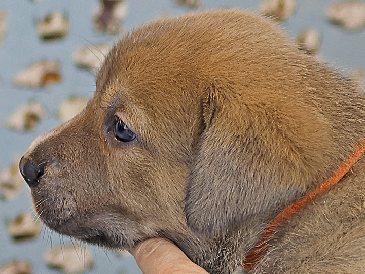 chinook puppy